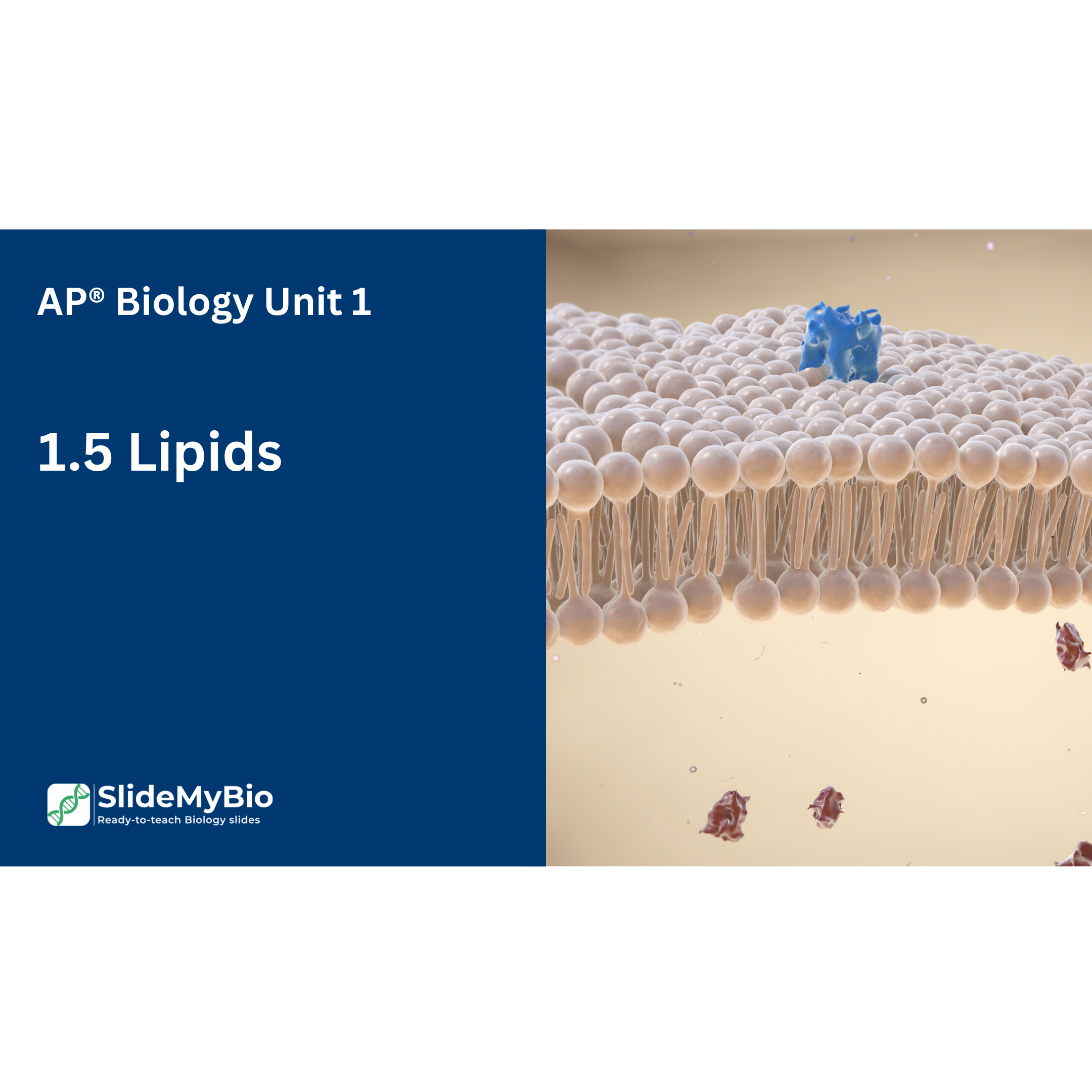 AP® Biology Unit 1.5 Lipids