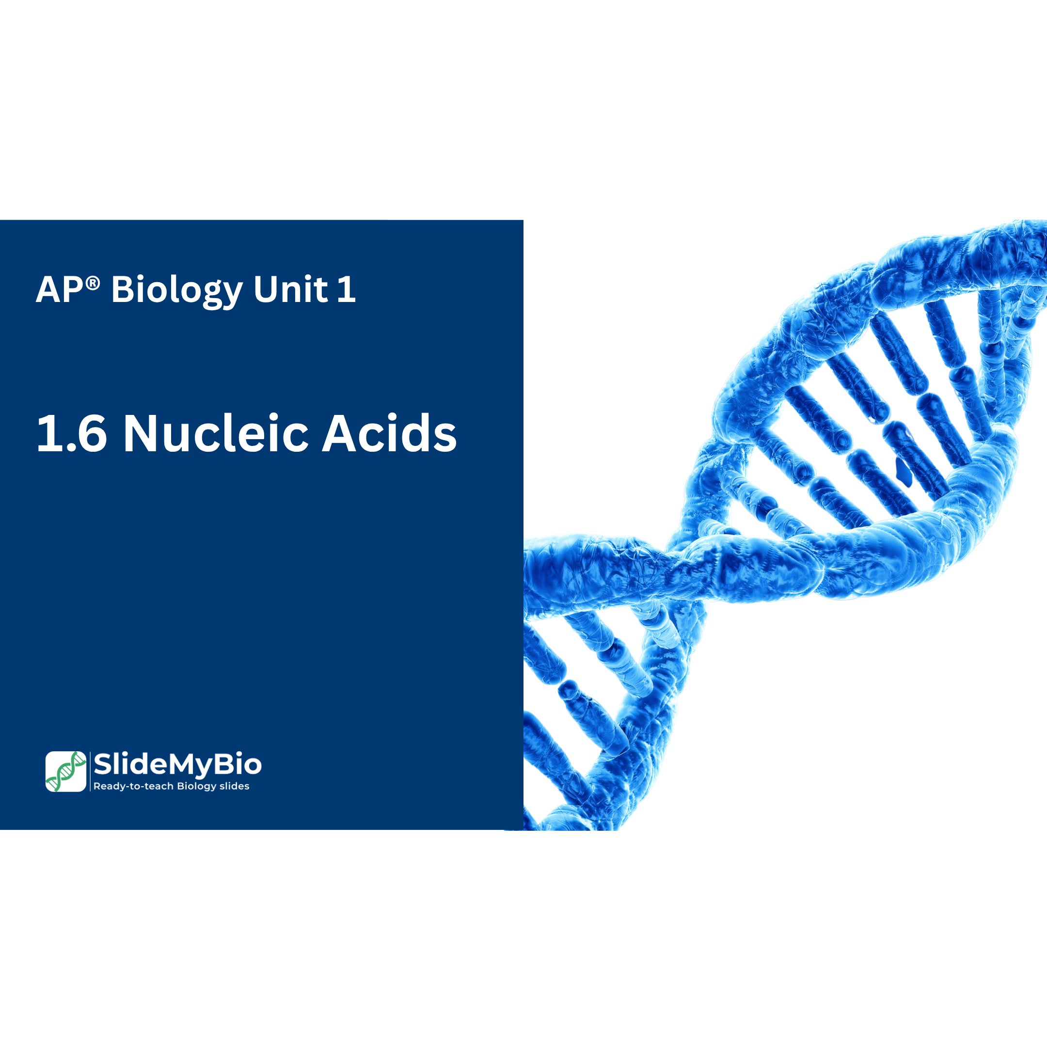 AP® Biology Unit 1.6 Nucleic Acids