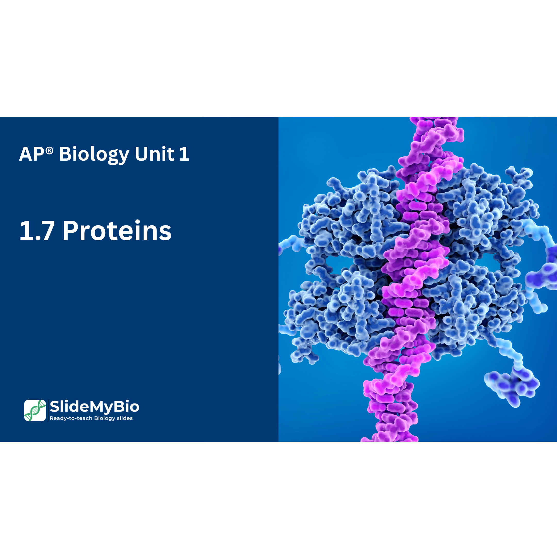 AP® Biology Unit 1.7 Proteins