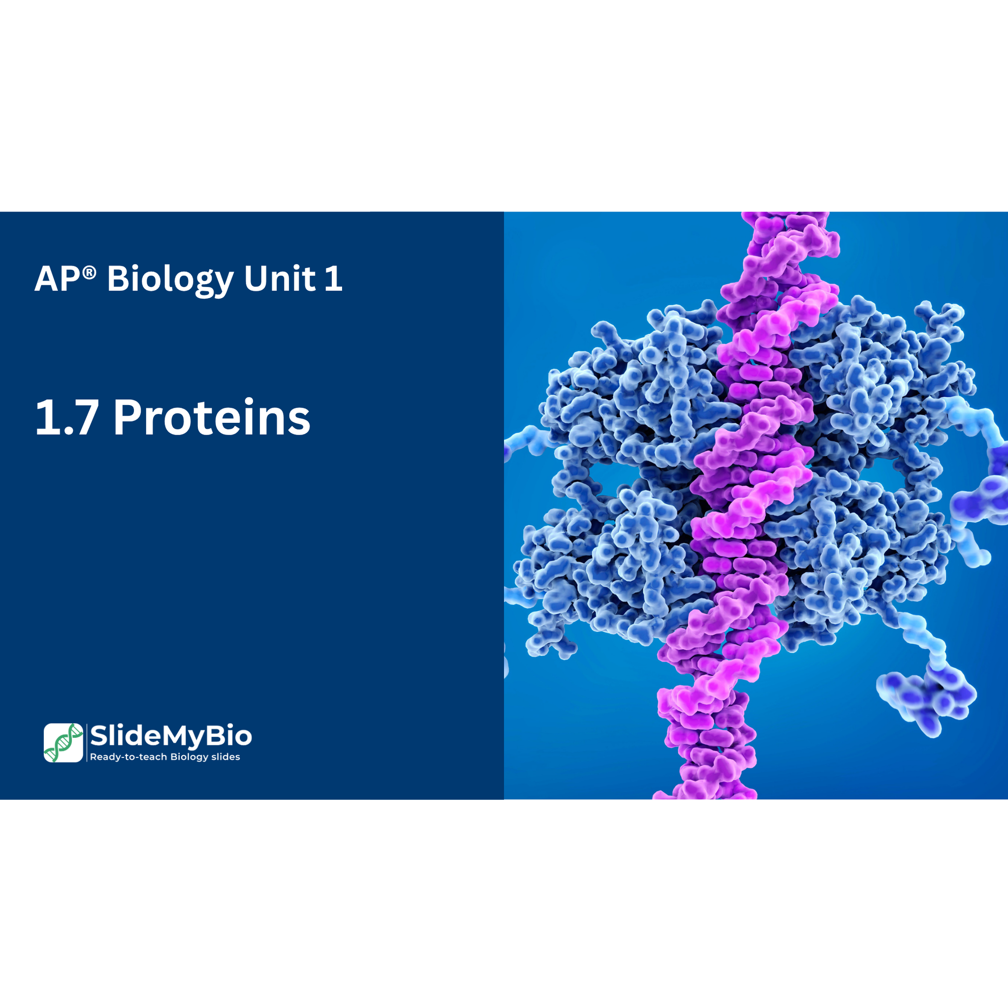 AP® Biology Unit 1.7 Proteins